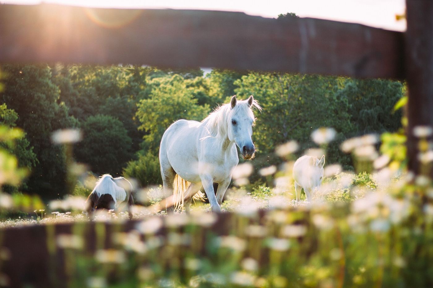 Un cheval blanc dans une prairie fleurie