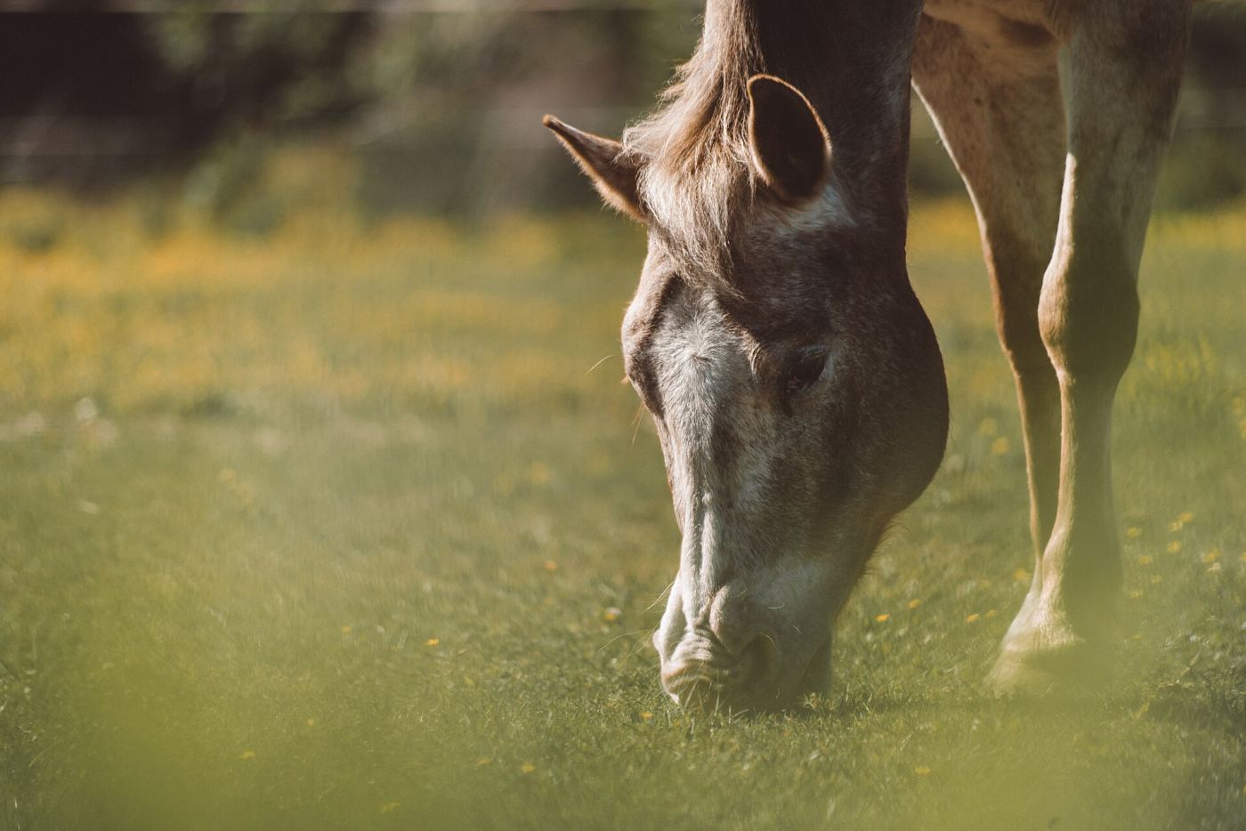 Un cheval gris qui broute dans un pré
