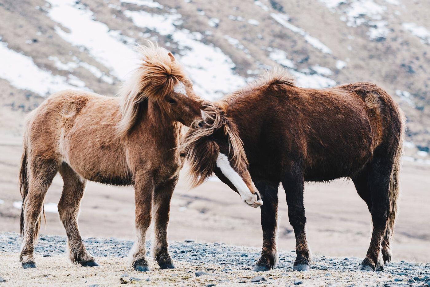 Deux poneys islandais qui se font une caresse